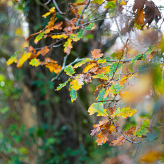 Oak forest in autumn in the Ferreria La Iseca, in the municipality of Guriezo in the province of Cantabria, Spain, Europe