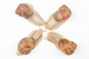 Helix pomatia. grape snail on a white background. mollusc and invertebrate. gourmet protein meat food. communication of the individual in society