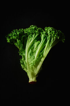 Closeup of lollo bionda lettuce on black background