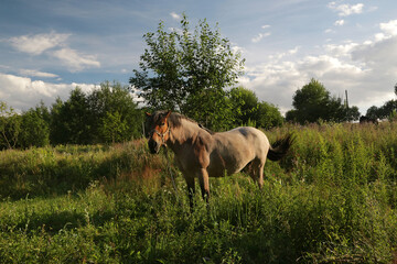 A horse grazes on a flowering meadow on a summer sunny evening