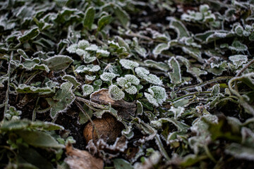 Fototapeta premium snow covered grass frost grass in ice