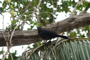 aven negra en arbol