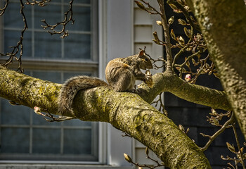 An Eastern Grey Squirrel (Sciurus carolinensis) sits in a budding Saucer Magnolia (Magnolia x soulangiana)  tree eating a cookie on sunny spring afternoon
