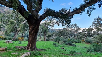 trees in the park
