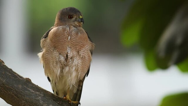 Extreme close up shot of Shikra or Accipiter badius or little banded goshawk in action perched on tree in natural green background at ranthambore national park or tiger reserve rajasthan india