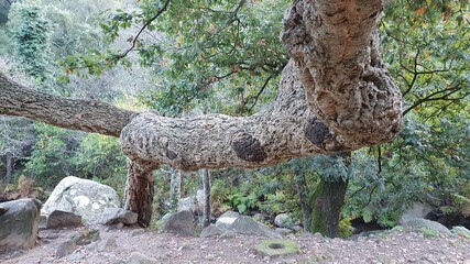 Obraz premium giraffe in the woods