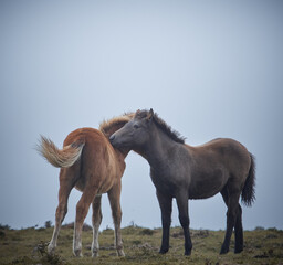 Two little horses is playing on the hill