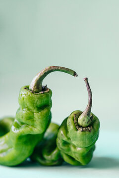 Closeup of dry green jalapeno peppers arranged on light blue background and showing concept of elderly wrinkled people