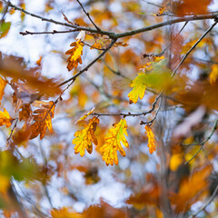 Oak forest in autumn in the Ferreria La Iseca, in the municipality of Guriezo in the province of Cantabria, Spain, Europe