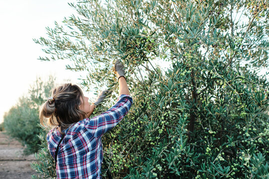 Fototapeta Side view of female farm worker in checkered shirt and gloves picking ripe green olives from tree branches during harvesting season in countryside