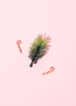 Top view of decorative pine branch and sweet Christmas candy canes arranged on pink background for holiday celebration