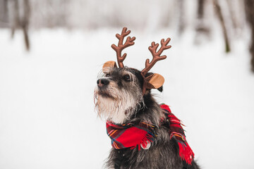 adorable dog with antlers and scarf on his head in snowy forest