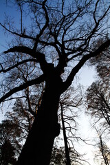 silhouette of a tree in the forest