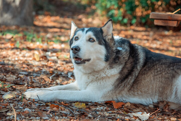 Perro husky en el parque en otoño
