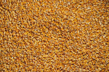 Top view of full frame background of pile of dry corn seeds stored in warehouse at factory