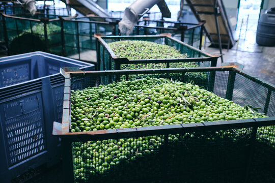 Rusty containers filled with fresh raw olives and placed in industrial facility of factory