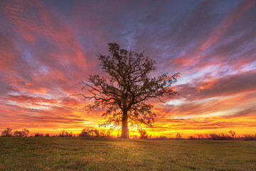 Fototapeta na wymiar Lonely tree at amazing sunrise 