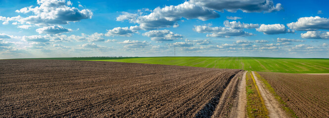 plowed field and grren fresh wheat dirt road in spring, beautiful blue sky with clouds