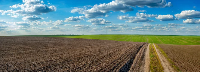 Schilderijen op glas plowed field and grren fresh wheat dirt road in spring, beautiful blue sky with clouds © pavlobaliukh