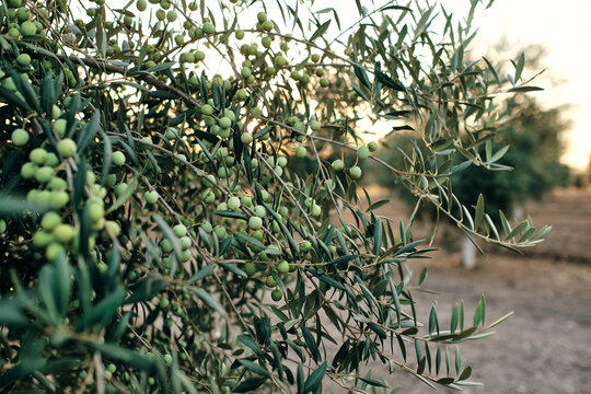 Ripe green olives hanging on tree branches during harvesting season in rural zone