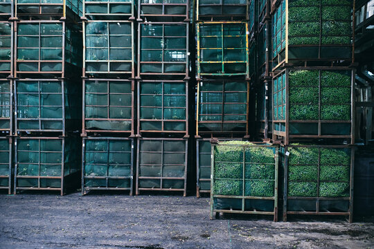 Boxes with fresh green plants placed in huge shabby warehouse in industrial area of factory