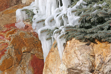 Icicles on a fir tree by a waterfall	