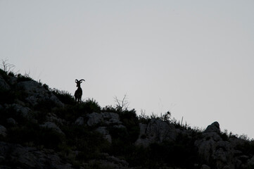 Wild Barbary sheep standing on rocky slope with bunches of grass while pasturing in evening