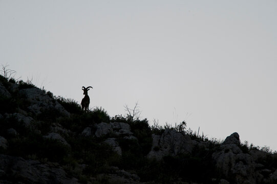 Wild Barbary sheep standing on rocky slope with bunches of grass while pasturing in evening