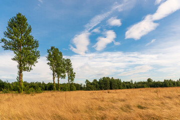 Nature in Russia. Lonely standing trees on a sunny summer day.