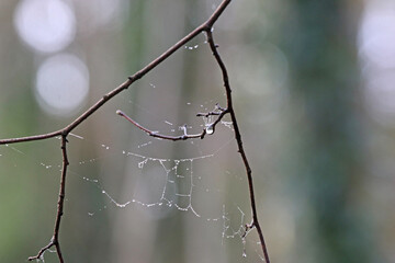spider web with dew drops	