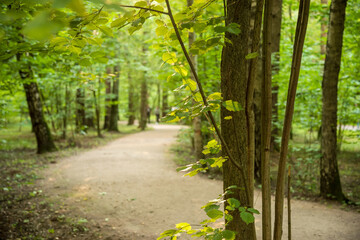 Forest groomed paths in the summer forest of the Meshchersky park. Moscow.