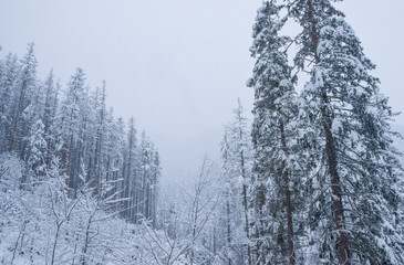 snow covered trees