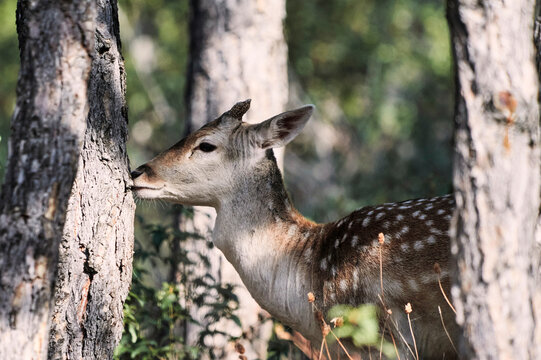 SiIde view of wild fallow deer with horns walking in forest with shrubs and trees on sunny day