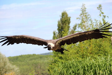 Vautour