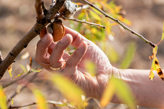 Crop anonymous person holding organic unpeeled almonds in hand while working in garden during harvest season