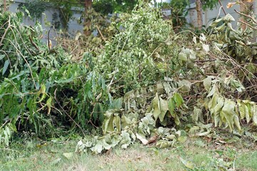 A pile of cut branches the ground in the park.