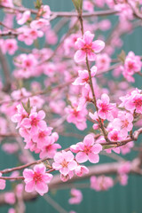 Fototapeta na wymiar Flowering of the cherry tree. Spring background of blooming flowers. White and pink flowers. Beautiful nature scene with a flowering tree. Spring flowers