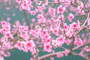 Flowering of the cherry tree. Spring background of blooming flowers. White and pink flowers. Beautiful nature scene with a flowering tree. Spring flowers