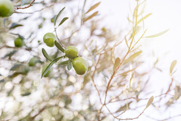 From above of ripe green olives hanging on tree branches with green leaves in orchard