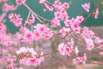 Flowering of the cherry tree. Spring background of blooming flowers. White and pink flowers. Beautiful nature scene with a flowering tree. Spring flowers