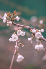 Flowering of the cherry tree. Spring background of blooming flowers. White and pink flowers. Beautiful nature scene with a flowering tree. Spring flowers