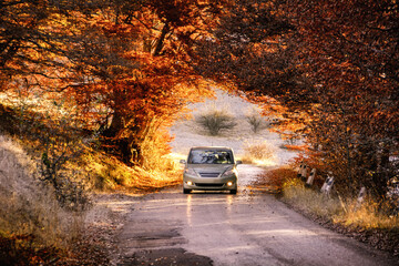 The car drives through a beautiful arch of autumn trees. Republic of Crimea - obrazy, fototapety, plakaty