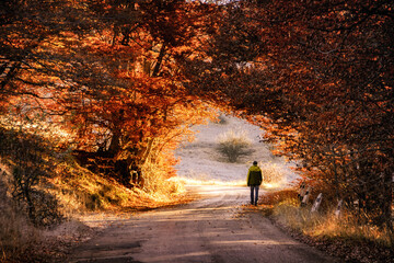 A tourist walks along the road in the autumn forest