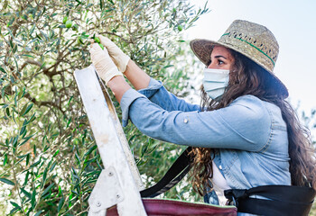 From below of young female farmer in protective mask picking ripe olives growing on tree in field