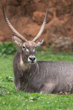 Taurotragus Bilder Durchsuchen 5,989 Archivfotos, und
