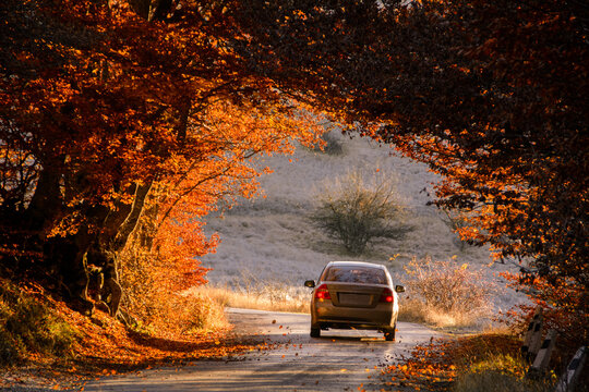The car drives through a beautiful arch of autumn trees.. Republic of Crimea