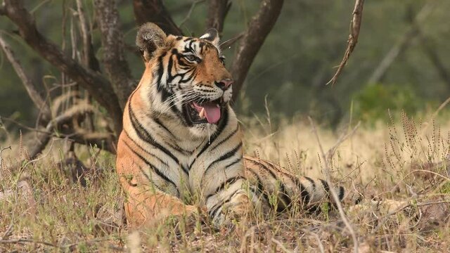 Close up shot of Wild female royal bengal tiger resting in natural green background at ranthambore national park or tiger reserve rajasthan india - panthera tigris tigris