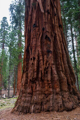 Sequoia tree trunk in Mariposa Grove, Yosemite, California