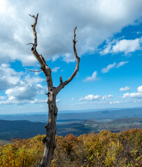 Dead Tree Trunk on Skyline Drive