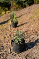 Floral composition.Female plants in pot plants forming a beautiful composition flower
